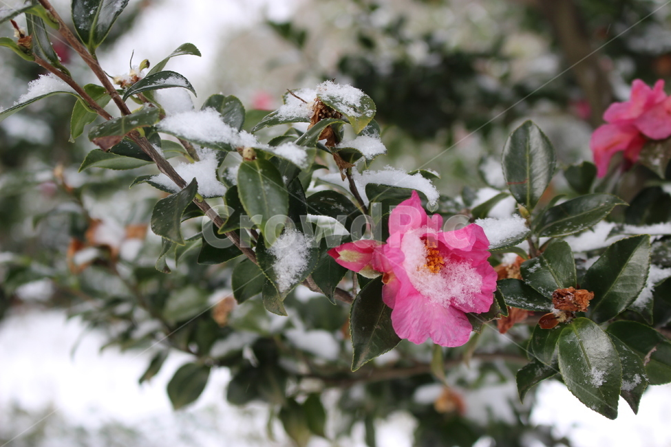 눈,겨울,꽃,동백꽃,동백,나무,동백나무,겨울풍경,감성,분홍,자연,camellia,flower,snow,winter,tree