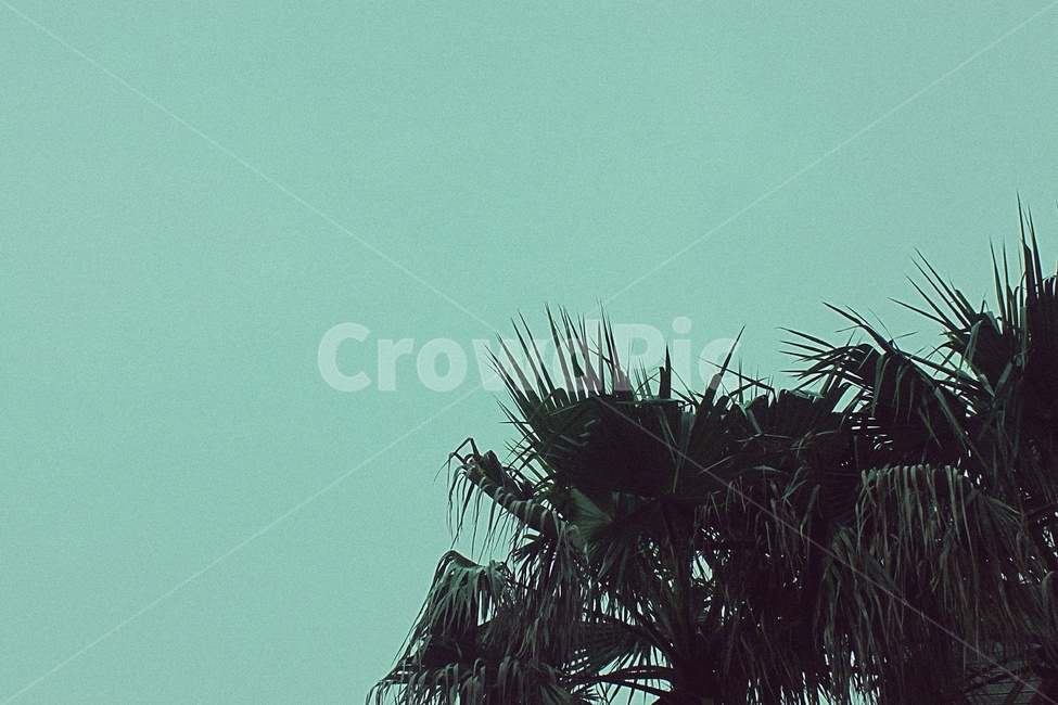 식물,하늘,나무,초록,자연,그린,자연,풍경,nature,landscape,tree,palm tree,야자수,plant