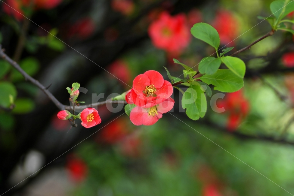 산당화,명자나무,봄꽃,봄,플라워,야생화,식물,자연,꽃잎,분홍색,가지,나뭇가지,식물,자연,plants,nature,꽃,flower