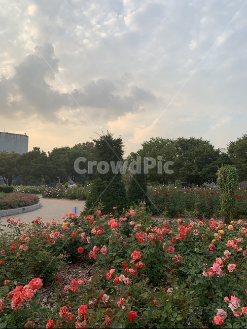 꽃,장미,꽃밭,flowers,nature,자연,노을,sunset