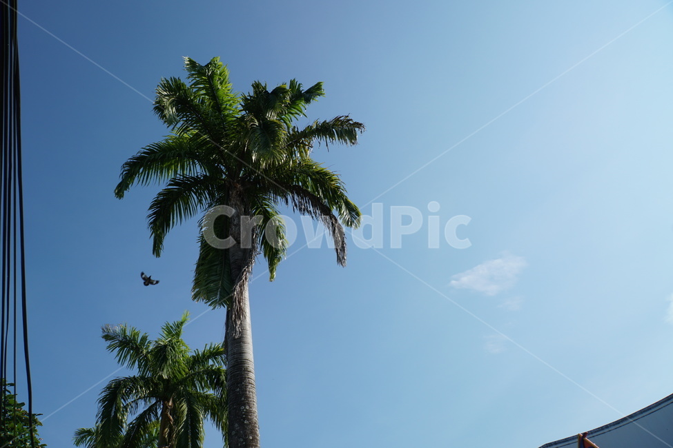 여행,야자수,palm,동남아,나무,trip,travel,말레이시아,malaysia,하늘,sky,tree,열대,해외여행,배낭여행,식물,자연,plants,nature,나무,trees,wood