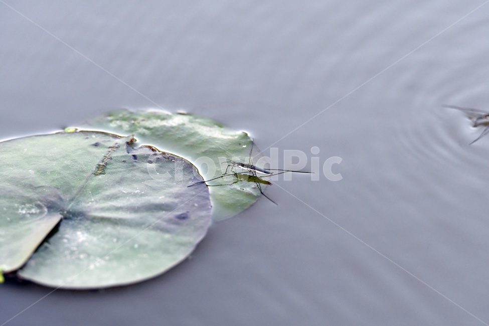 연못,수련,식물,자연,여름,정원,푸르른,물,수경식물,연못가,연못정원,plants,nature,연,연꽃,힐링,flower,감성,연잎,식물,자연,plants,nature