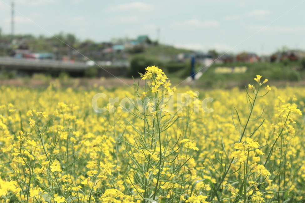 꽃,봄꽃,유채꽃,들꽃,봄,노란꽃,꽃밭,들판,풍경,자연,화사함,감성사진,아웃포커스,여유,힐링,여행,생동감,노란색,촬영포인트,꽃향기,만개,시골풍경,싱그러움,자유,배경흐림,생명력,파스텔톤,밝음,꽃구경,화사한봄,아름다움,평온,신선함,계절감,감동,감성,자연광,희망,초록빛,한국풍경,식물,자연,plants,nature,꽃,flower