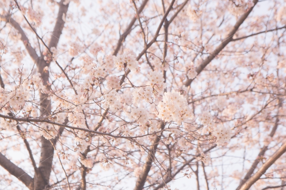 봄,벚꽃,꽃,나무,자연,풍경,풍경사진,봄사진,꽃사진,벚꽃사진,flower,flowers,cherryblossom,tree,nature,landscape,spring,식물,자연,plants,nature,봄,계절,spring,season,꽃,flower,plant,blossom