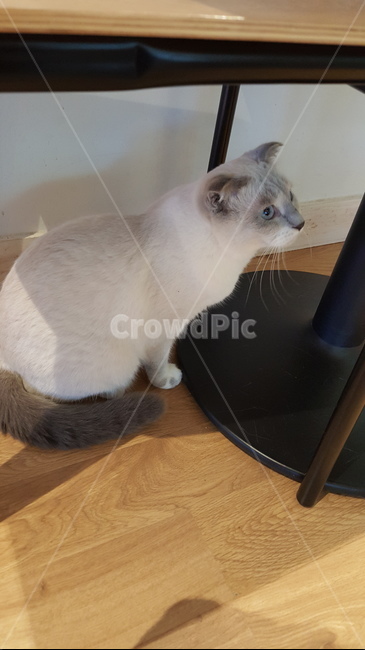 고양이,애완동물,반려동물,야옹이,cat,동물,펫