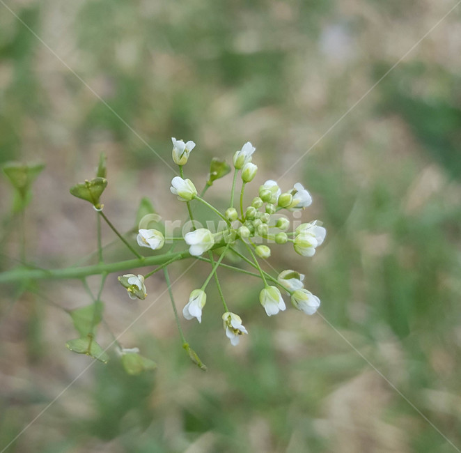 꽃,flower,야생화,생화,근접