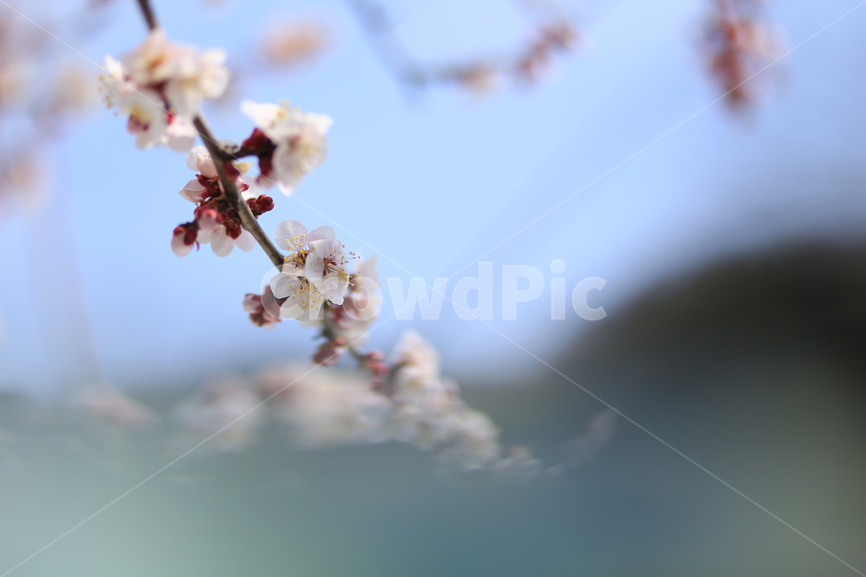 매화,봄,꽃,flower,자연,식물,spring,봄,계절,spring,season,식물,자연,plants,nature,꽃,flower,plant
