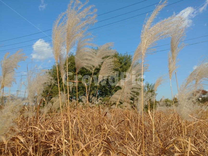 갈대,전선,하늘,나무,초록,식물,가을,계절,fall,autumn,season,식물,자연,plants,nature,grass,잔디,plant,lawn,reed