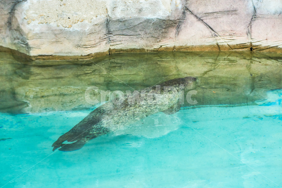 동물,포유류,동물원,animal,물개,초식,초식동물,nature,animalpark,동물,animal,포유류,mammal
