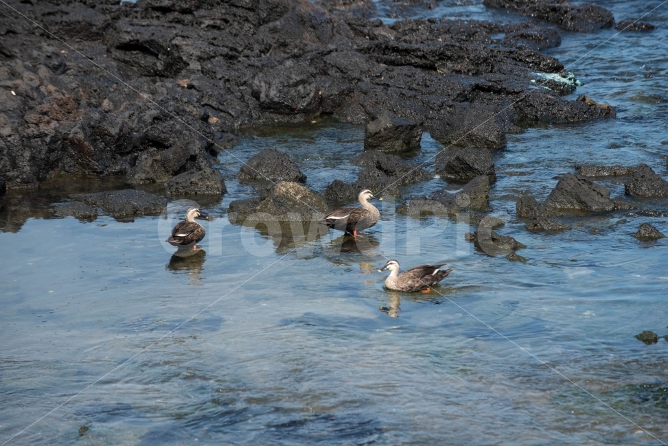 새,오리,조류,동물,야생오리,바다,자연,풍경,nature,landscape,동물,animal,조류,새,birds