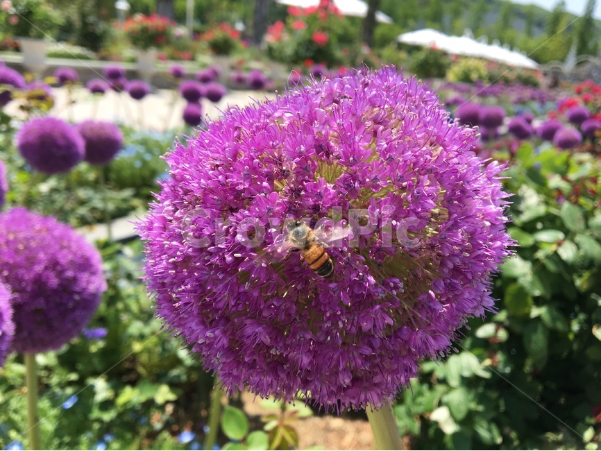 꽃,봄,벌,곤충,식물,자연,식물,자연,plants,nature,꽃,flower,동물,animal,곤충,벌레,insect,bug