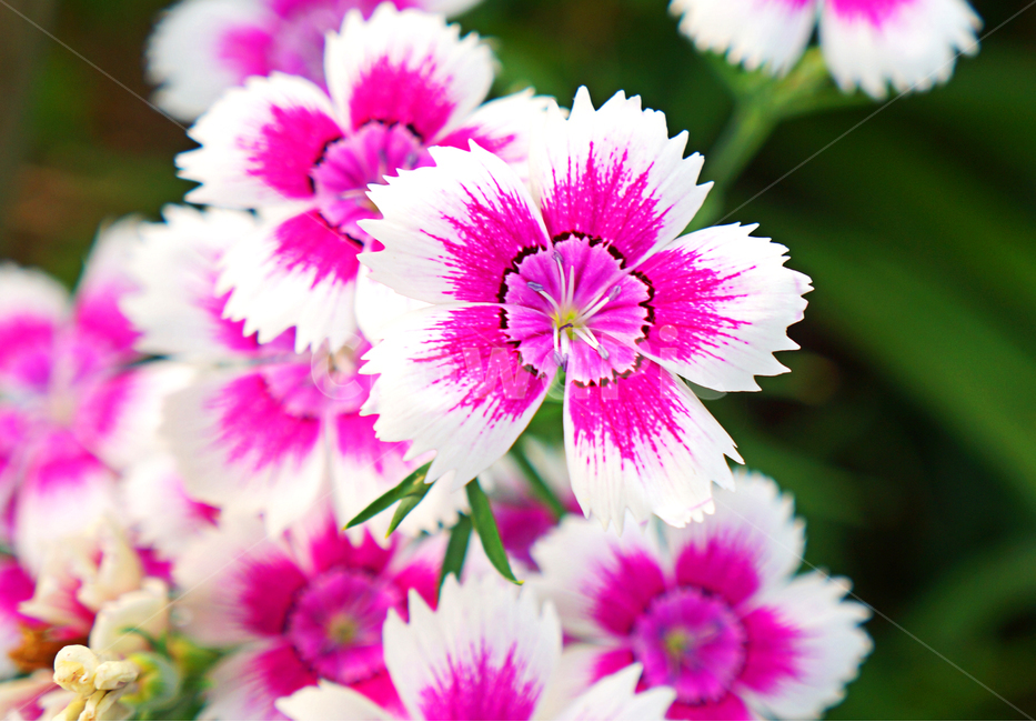 패랭이꽃,꽃,패랭이,flower,자연