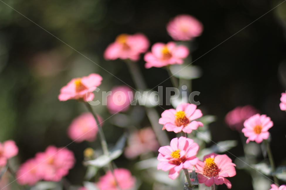 plant,식물,꽃,flower,분홍,식물,자연,plants,nature,꽃,flower
