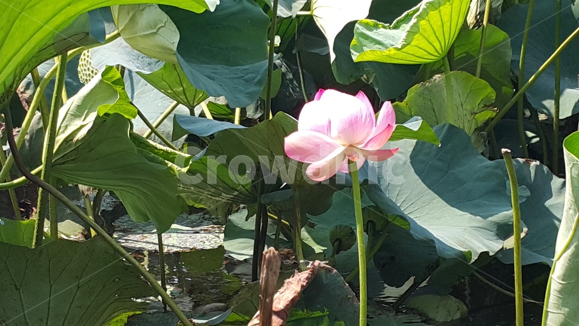 꽃,flower,연꽃,plant,연