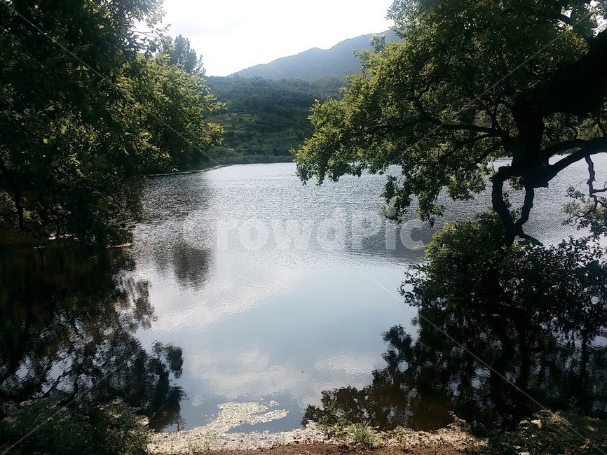 울창,울창한,나무,푸른,여름,연못,자연,풍경,nature,landscape,water,물,outdoors,옥외