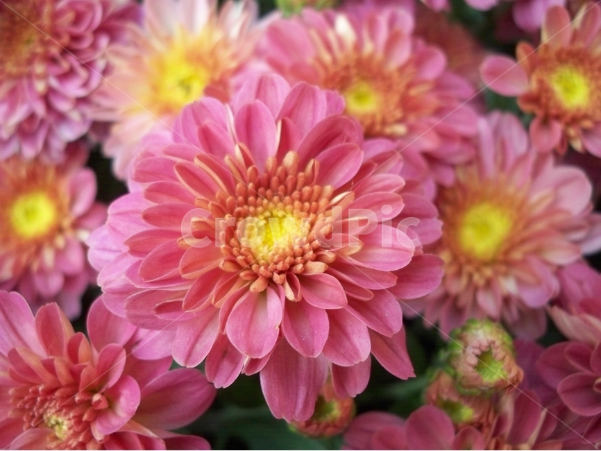 꽃,야생화,flower,식물,국화,식물,자연,plants,nature,꽃,flower