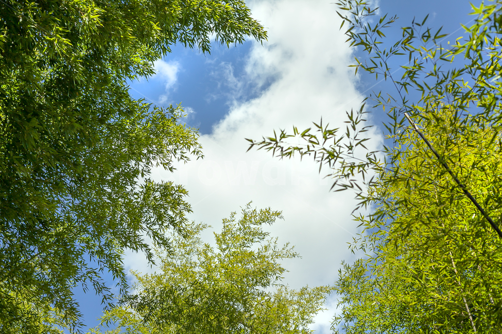 tree,plant,식물,나무,하늘,대나무,가을,봄,여름,나무,trees,wood