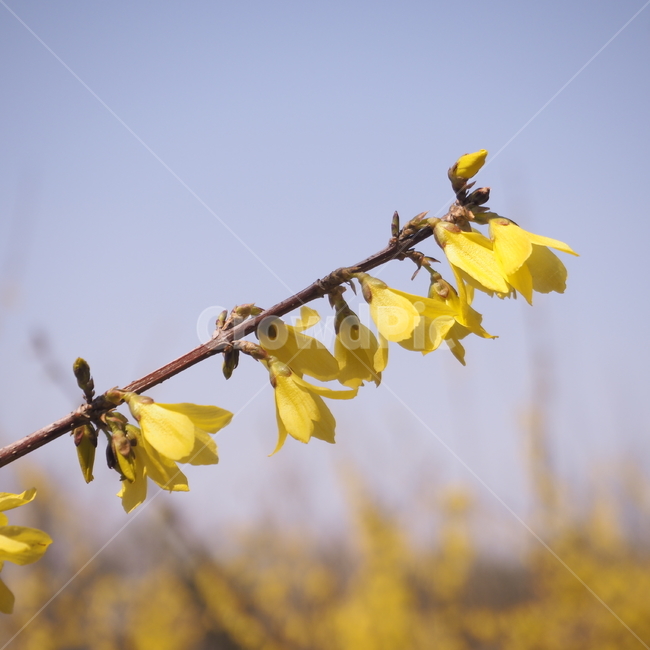 꽃,봄,봄꽃,노란꽃,노랑색,개나리,flower,spring