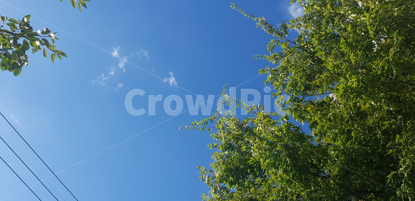 하늘,나무,초록,파랑,야외,자연,전깃줄,sky,green,blue,자연,풍경,nature,landscape