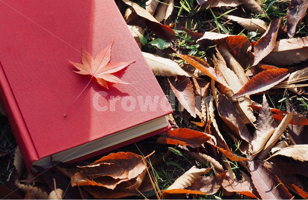 책,낙엽,단풍,잎,배경,도서,가을,빨간,자연,빨강색책,독서,book,deciduous,maple,leaf,background,books,autumn,red,nature,redbook,reading,가을,계절,fall,autumn,season,plant,식물,tree,나무,maple leaf,단풍잎