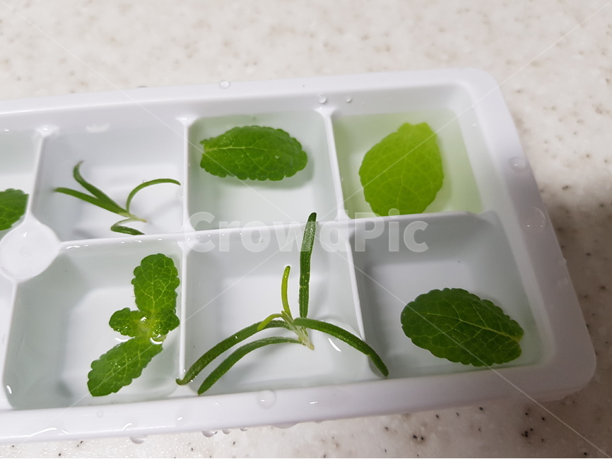허브얼음,허브,얼음,herb,허브아이스,herbice,로즈마리,애플민트,rosemary,applemint,여름,계절,summer,season,jar,항아리,vase,병 장식,plant,식물,potted plant,화분,pottery,도기류,mint,민트,planter,파종기,herbs