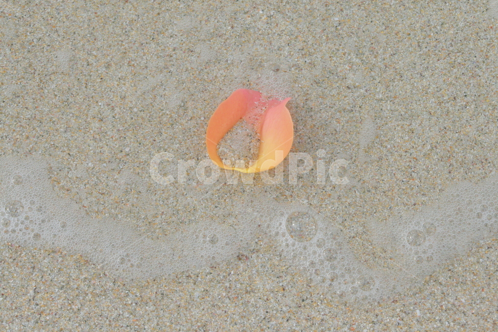 바다,모래,꽃잎,장미,감성,해변,바다,beach,sea,감성,sensible,feeling