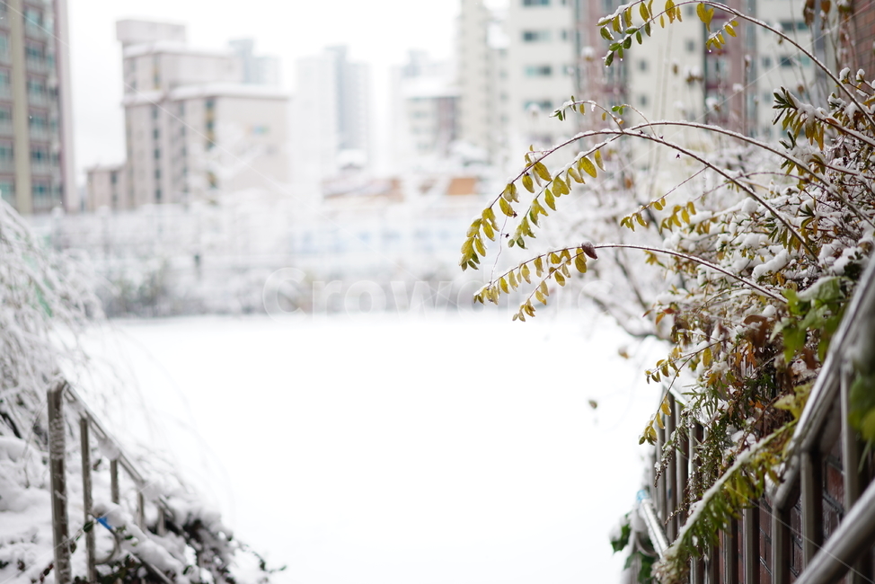 눈,스노우,snow,겨울,풍경,나무,잎,화이트,흰색,winter,식물,자연,감성,추위,겨울,계절,winter,season,도시,풍경,city,landscape,한국도시풍경,한국도시경관,korea cityscape
