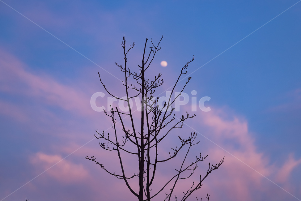 nature,자연,outdoors,옥외,moon,야경,밤,풍경,nightscape,night,landscape