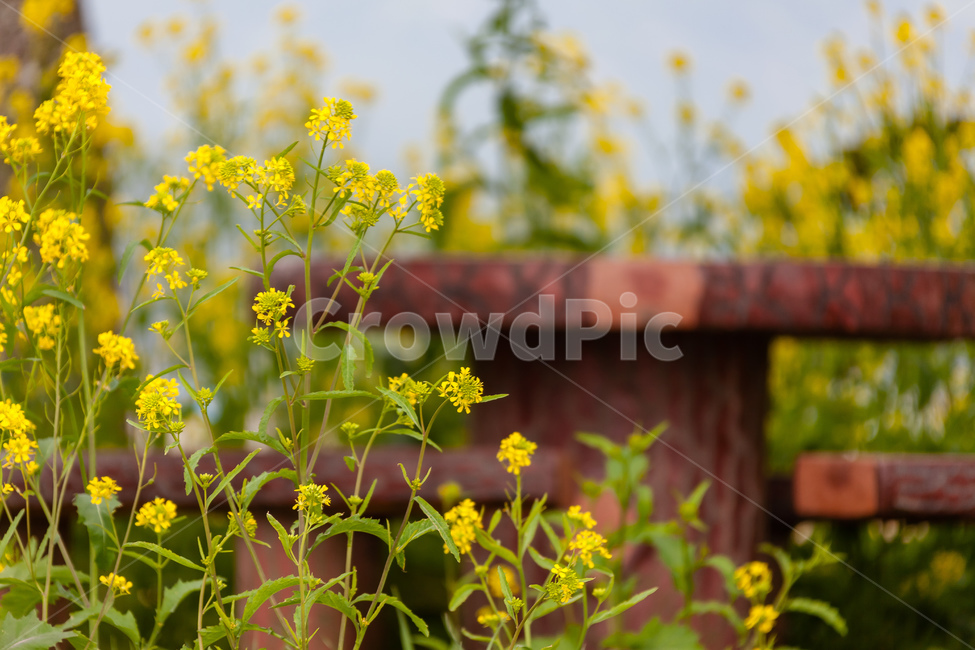 청산도,유채꽃,농촌,농업,경치,식물,자연,plants,nature,꽃,flower