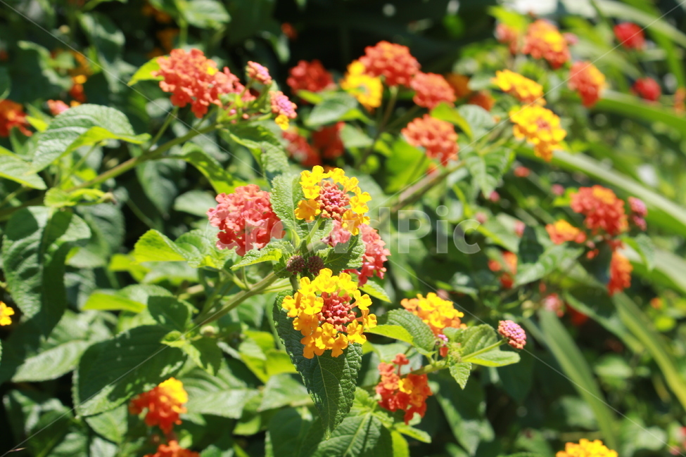 거리,봄,plant,식물,flower,식물,자연,plants,nature,꽃,flower