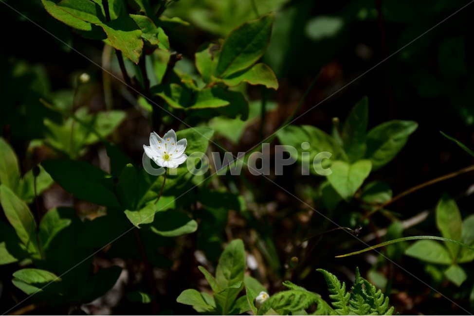 참기생꽃,야생화,꽃,식물,자연,생태,플라워,flower,plants,nature,식물,자연,plants,nature,꽃,flower