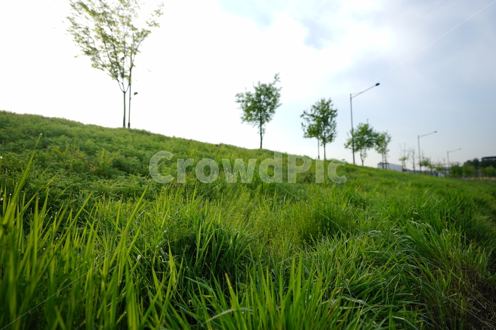 이슬,산책,녹색,풀,나무,그린,green,풍경,풍경사진,자연,빛,하늘,산보,감성,생명,봄,자연,풍경,nature,landscape,outdoors,옥외,grassland,목초지,field,들