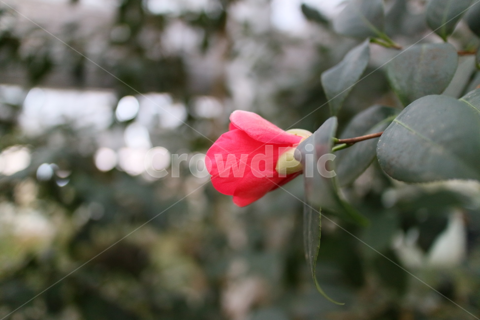 plant,식물,blossom,flower,꽃,꽃잎,petal