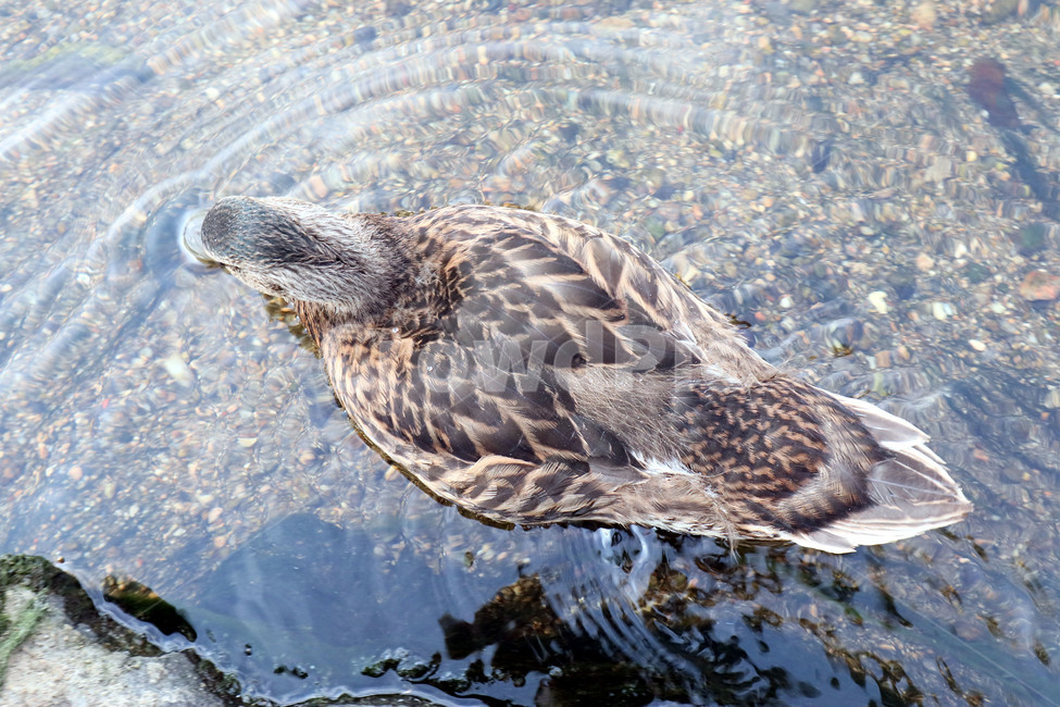 오리,조류,동물,duck,깃털