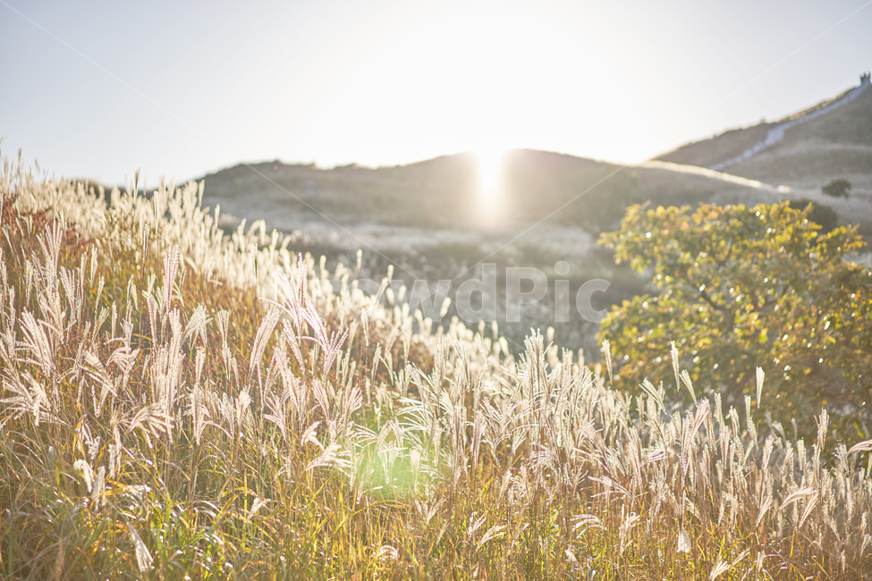가을,억새,억새밭,힐링,풍경,가을산,쓸쓸함,가을,계절,fall,autumn,season,자연,풍경,nature,landscape,휴식,힐링,rest,relaxation,healing,grass,잔디,plant,식물