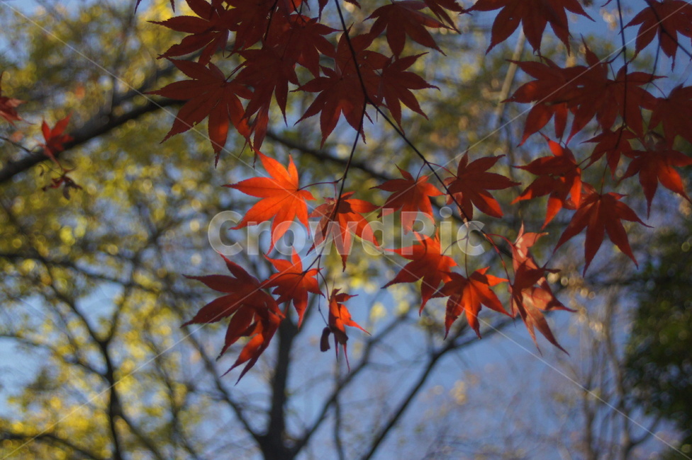 leaf,잎,plant,식물,fall,autumn,가을,계절,fall,autumn,season,식물,자연,plants,nature,tree,나무