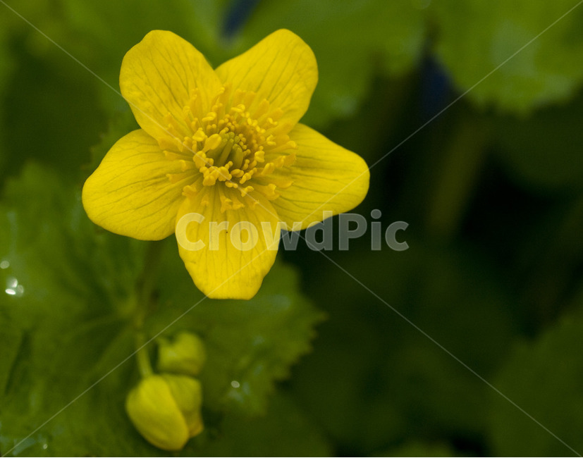 꽃,아웃포커싱,별꽃,flower,자연,식물,자연,plants,nature,꽃,flower