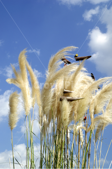 식물,가을,갈대,억새,솟대,가을,계절,fall,autumn,season,plant,grass,잔디,lawn,reed