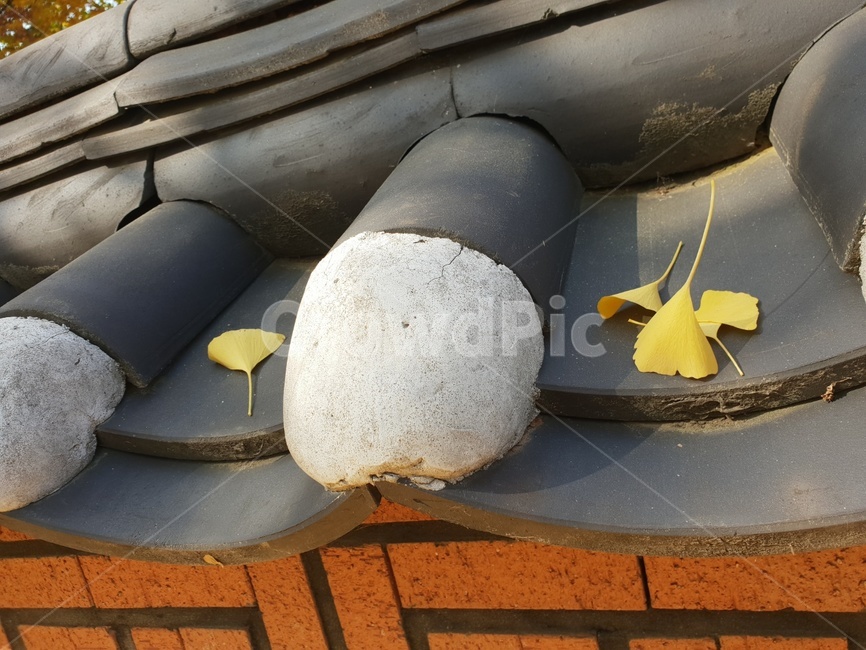 가을,은행잎,낙엽,기와,단풍,가을,계절,fall,autumn,season,plant,식물,leaf,잎
