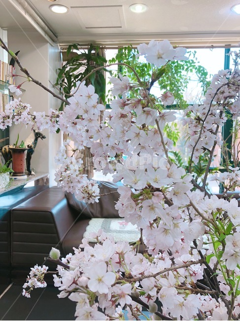 flower,blossom,식물,plant,꽃,봄