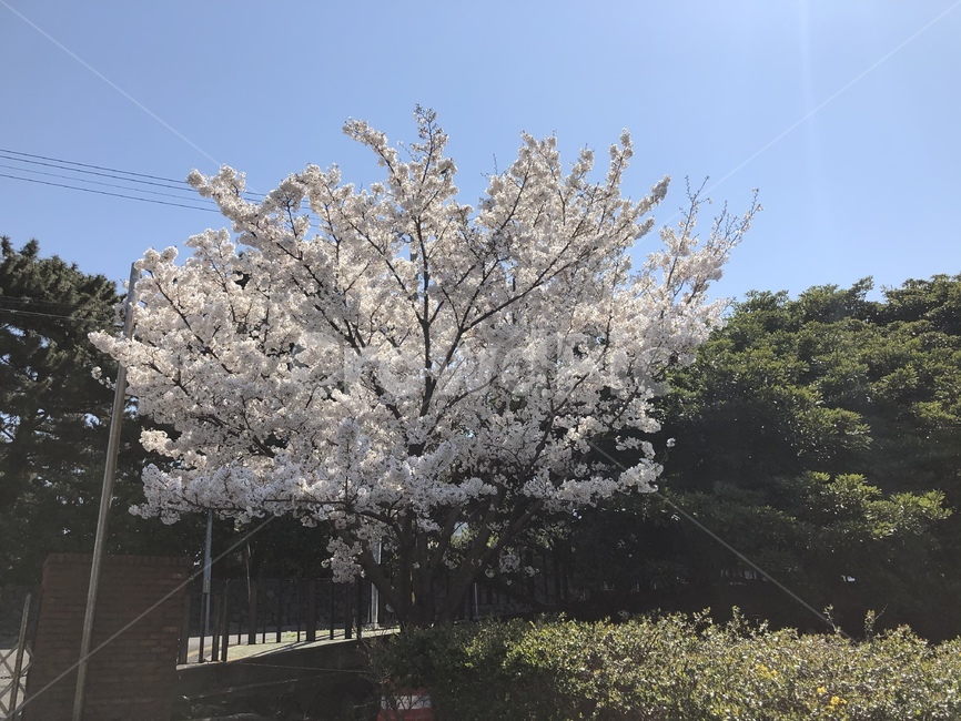 plant,식물,flower,꽃,blossom,벚꽃