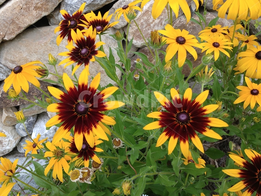루드베키아,쌍떡잎식물,초롱꽃목,국화과,식물,coneflower,숙근성초화