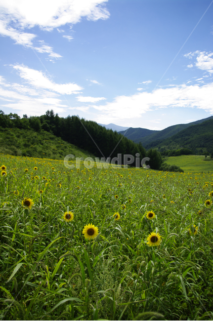 꽃밭,해바라기,식물,flower,풍경,하늘,구름,자연,풍경,nature,landscape,field,들,outdoors,옥외,grassland,목초지