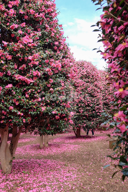 제주,겨울제주,동백,동백꽃,동백나무,jeju,camellia,winterflower,식물,자연,plants,nature,꽃,flower,나무,trees,wood,색깔,색상,색채,색감,color sense,color sensitivity,feeling of color