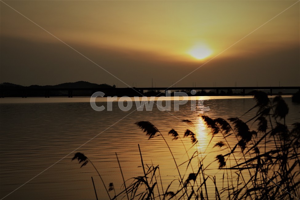황금빛,갈대,석양,노을,경치,자연,자연,풍경,nature,landscape,실루엣,그림자,silhouette,shadow,grass,잔디,plant,식물,animal,동물,bird,새