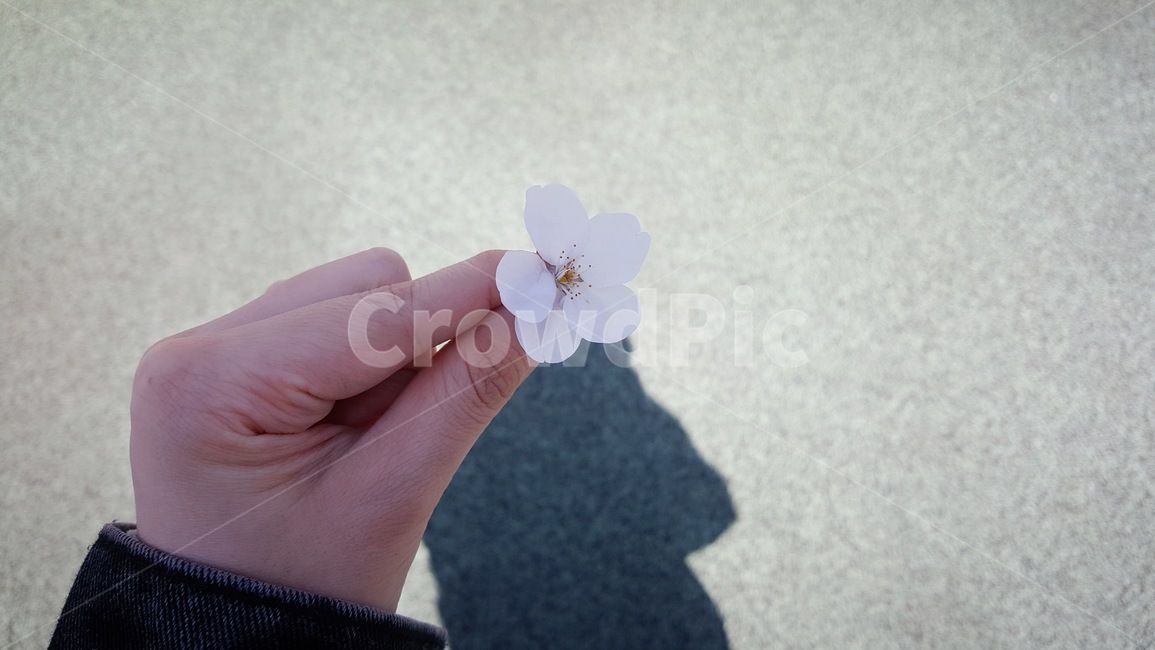봄,꽃,그림자,벚꽃,감성사진,손,식물,자연,plants,nature,꽃,flower