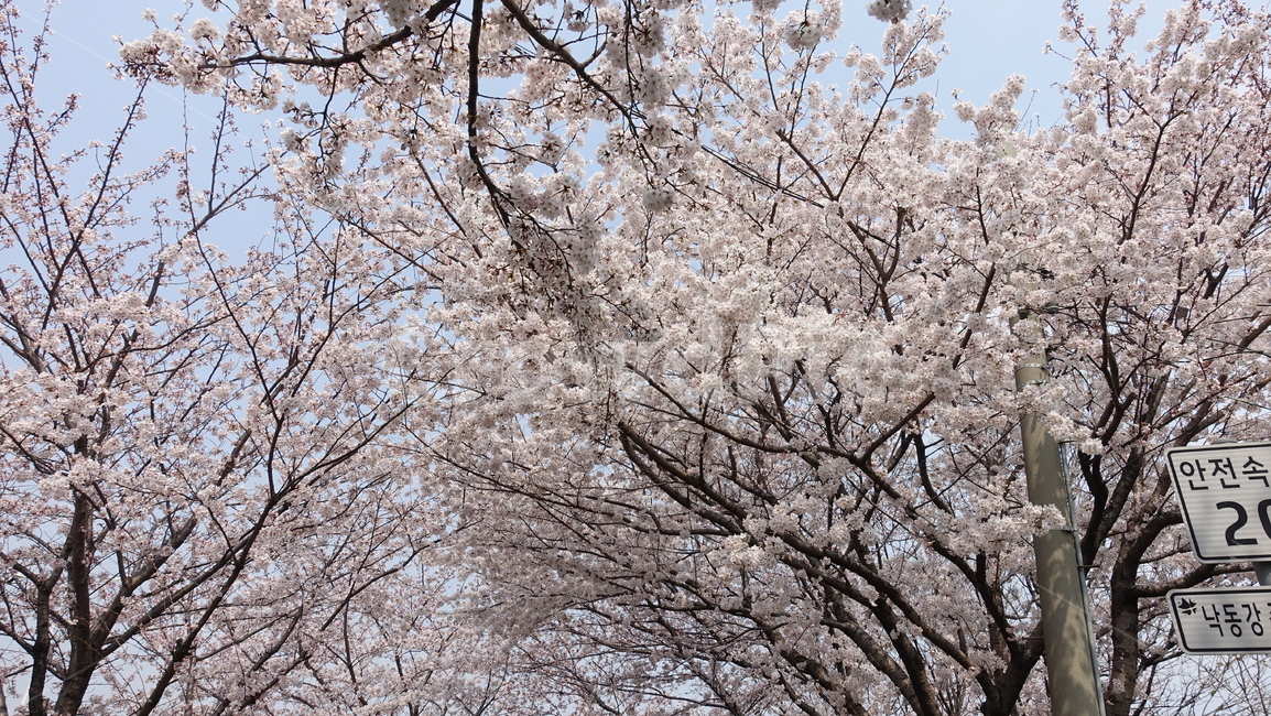 삼락강변,벚꽃,봄풍경,봄꽃,꽃,하늘,봄,계절,spring,season,자연,풍경,nature,landscape,plant,식물,flower,blossom,cherry blossom