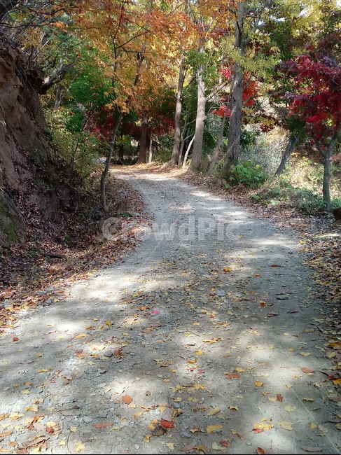 단풍,낙엽,바위,나무,물,자연,옥외,outdoors,road,water,nature,leaf,등산로,산책로,길,가을,풍경,가을,계절,fall,autumn,season,잎,plant,식물,tree