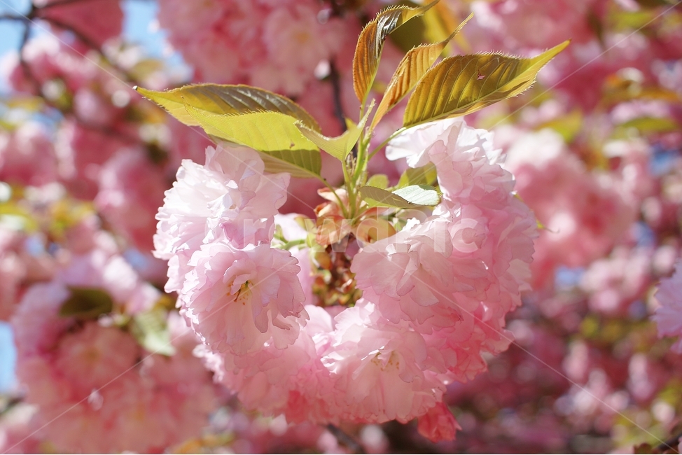 겹벚꽃,완산꽃동산,꽃,봄,분홍,봄꽃,봄,계절,spring,season,식물,자연,plants,nature,꽃,flower,plant,blossom