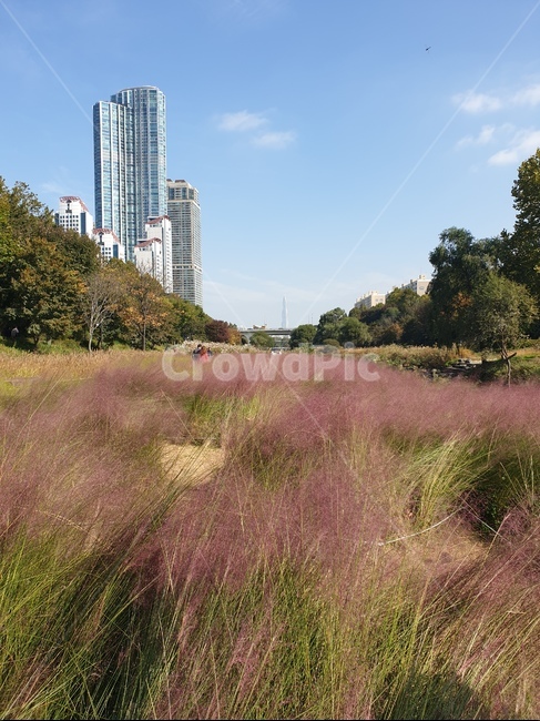 outdoors,grassland,목초지,양재천,자연,field,nature,가을,계절,fall,autumn,season,옥외,들